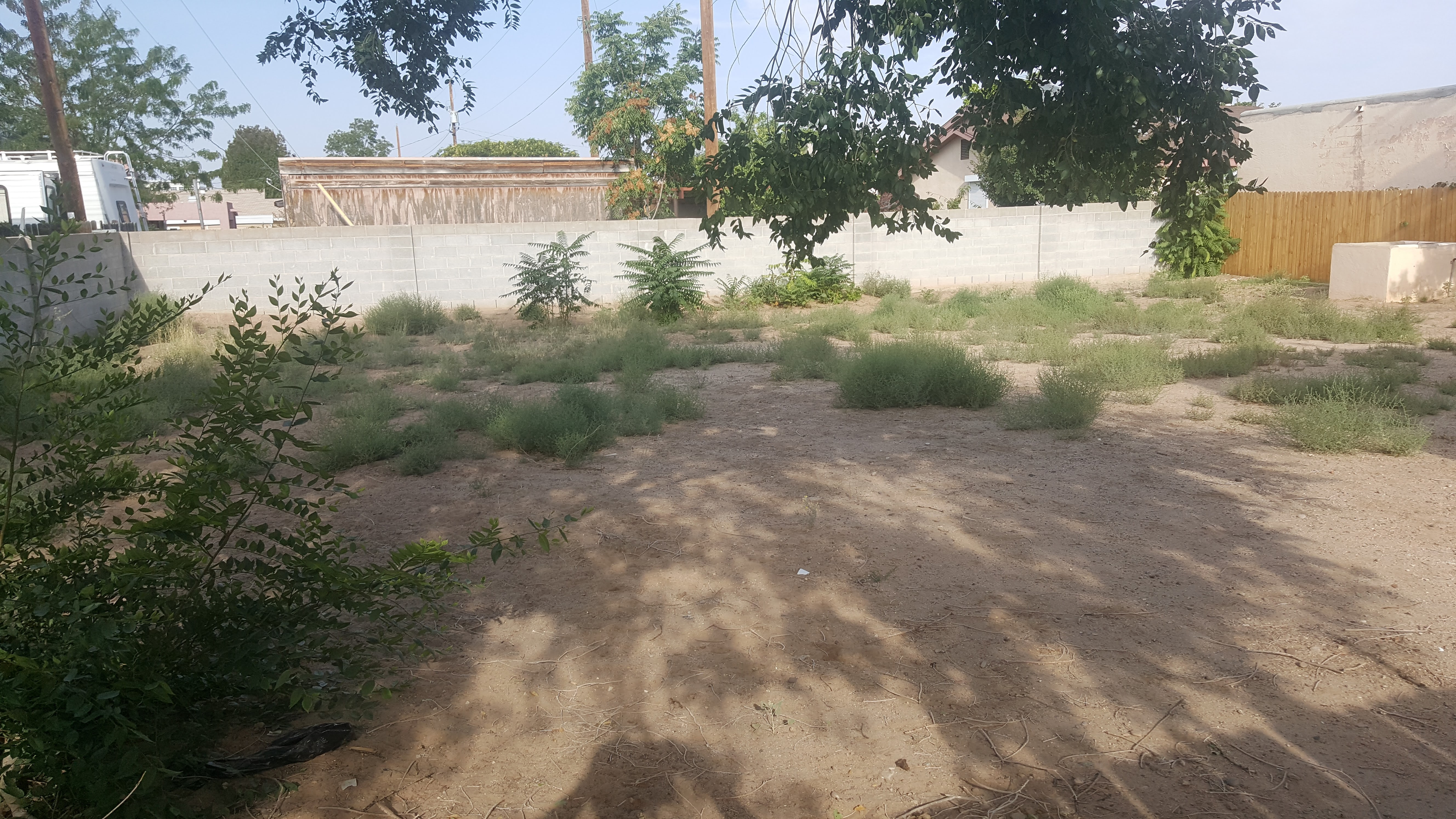 Weed clean-up (before).